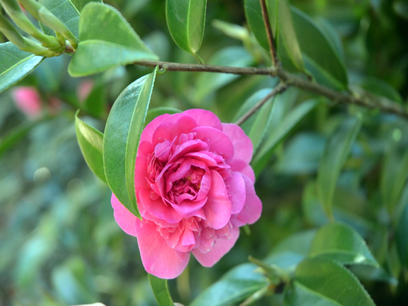 Camellia x williamsii ’Debbie’, flower, Trengwainton Garden, Madron, near Penzance, Cornwall, United Kingdom. 
