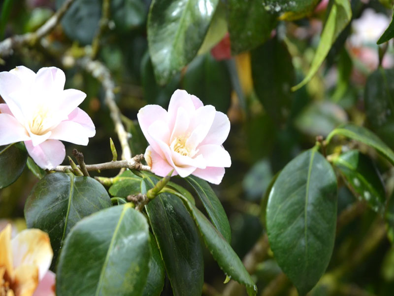 Camellia ‘Bernice Boody’, flower. Lanhydrock House and Garden, Bodmin, Cornwall, United Kingdom. 