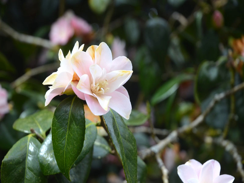 Camellia ‘Bernice Boody’, flower. Lanhydrock House and Garden, Bodmin, Cornwall, United Kingdom. 