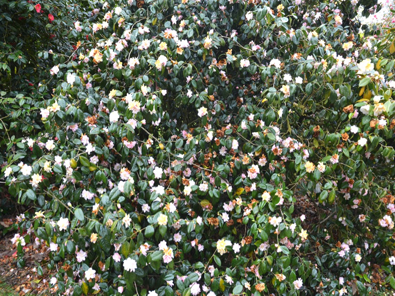 Camellia ‘Bernice Boody’, form. Lanhydrock House and Garden, Bodmin, Cornwall, United Kingdom. 