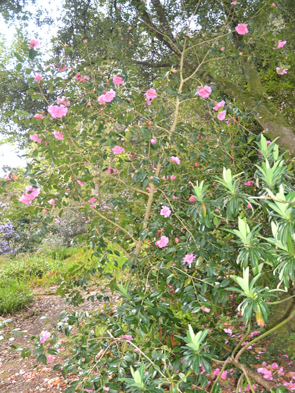 Camellia ‘Brigadoon’, form. National Trust Trelissick  Garden, Feock, near Truro, Cornwall, United Kingdom.