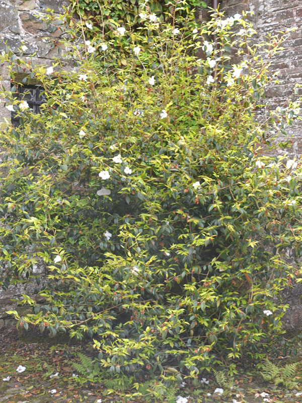 Camellia ‘Cornish Snow’, form. Cotehele House National Trust, St Dominick, Cornwall, United Kingdom.