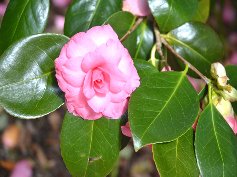Camellia ‘Dr. Burnside’, flower. National Trust Trelissick  Garden, Feock, near Truro, Cornwall, United Kingdom.