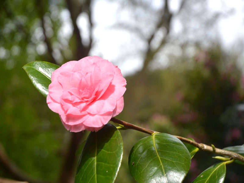 Camellia ‘Dr. Burnside’, flower. National Trust Trelissick  Garden, Feock, near Truro, Cornwall, United Kingdom.