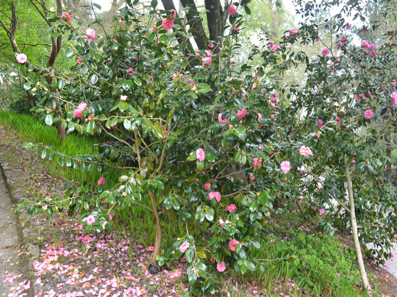 Camellia ‘Dr. Burnside’, form. National Trust Trelissick  Garden, Feock, near Truro, Cornwall, United Kingdom.
