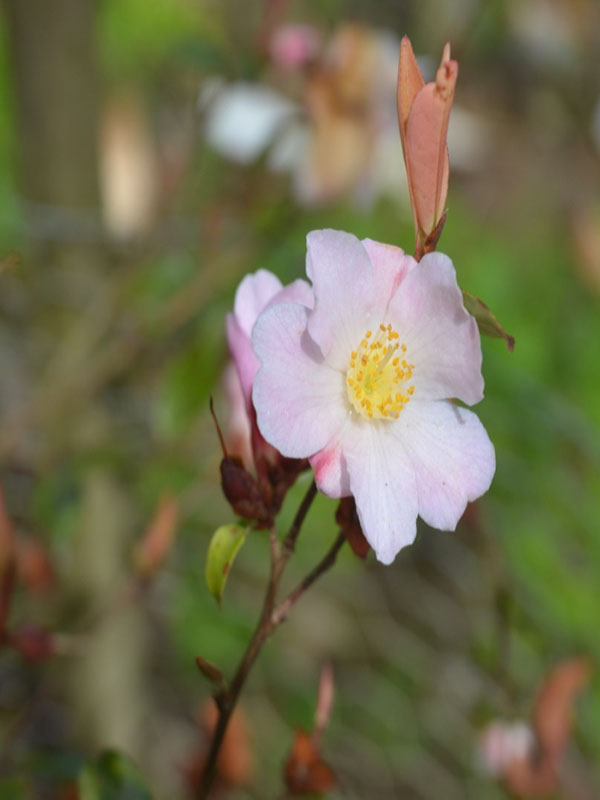 Camellia ‘Fairy Blush’, flower. Caerhays Castle, Goran, Cornwall, United Kingdom.