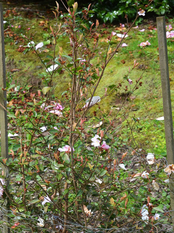 Camellia ‘Fairy Blush’, form. Caerhays Castle, Goran, Cornwall, United Kingdom.