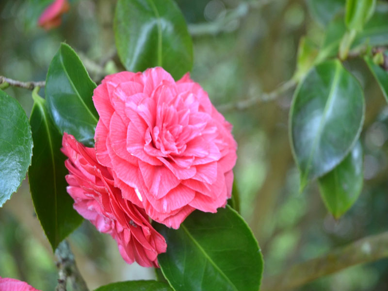 Camellia 'Fatinia', flower. National Trust Trelissick Garden, Feock, near Truro, Cornwall, United Kingdom. 