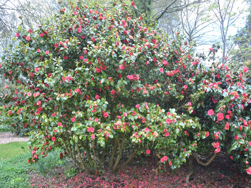 Camellia 'Fatinia', form. National Trust Trelissick Garden, Feock, near Truro, Cornwall, United Kingdom. 