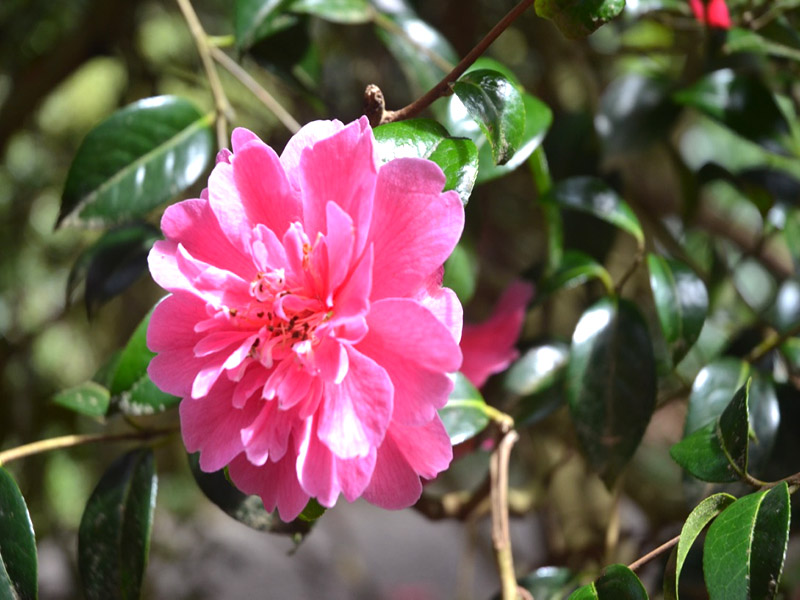 Camellia ‘Inspiration’, flower. Trengwainton Garden, Madron, near Penzance, Cornwall, United Kingdom.