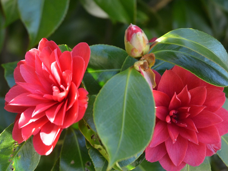 Camellia japonica 'Coquettii', flower bud. Trebah Garden Trust, Mawnan Smith, Falmouth, Cornwall, United Kingdom. 