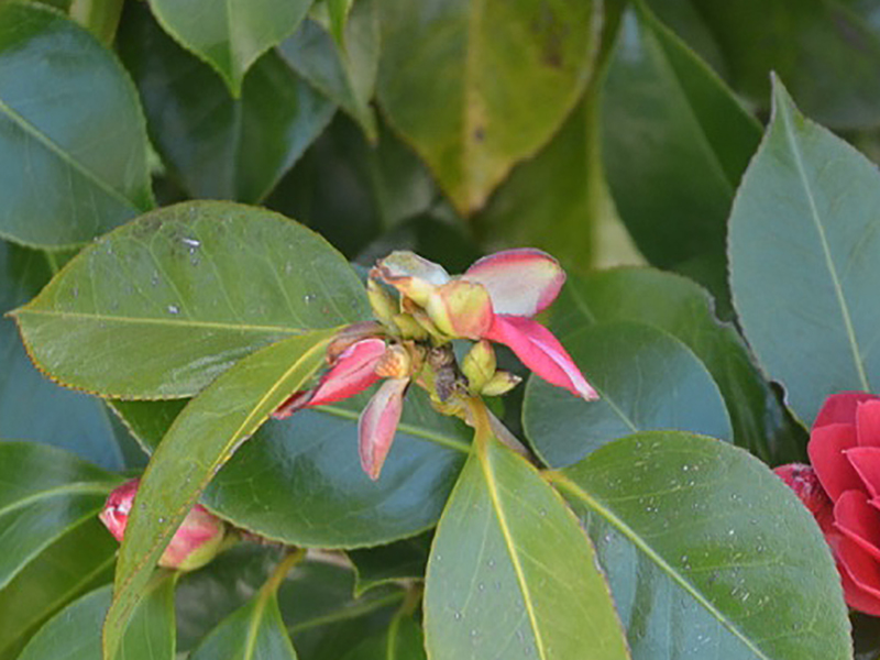 Camellia japonica 'Coquettii', bud. Trebah Garden Trust, Mawnan Smith, Falmouth, Cornwall, United Kingdom. 