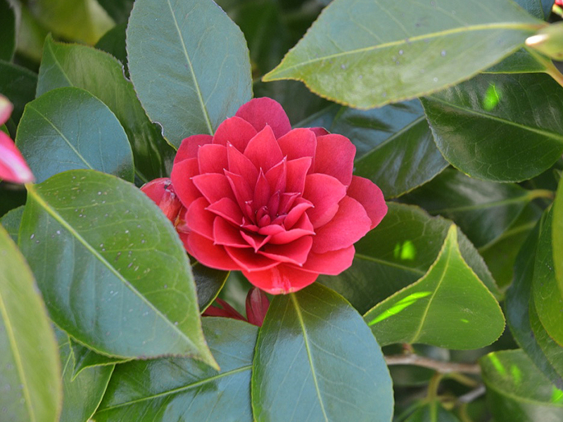 Camellia japonica 'Coquettii', flower. Trebah Garden Trust, Mawnan Smith, Falmouth, Cornwall, United Kingdom. 