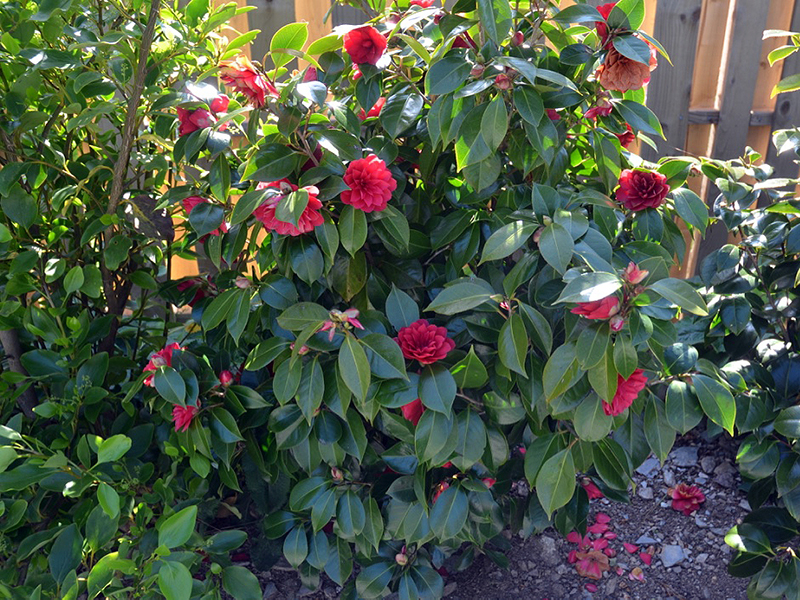 Camellia japonica 'Coquettii', form. Trebah Garden Trust, Mawnan Smith, Falmouth, Cornwall, United Kingdom. 