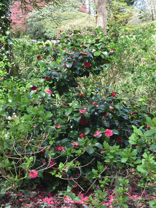 Camellia-Lavinia-Maggi-tren-frm1