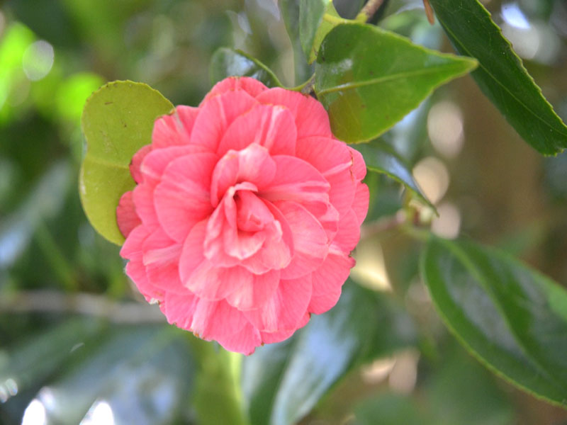 Camellia ‘Sacco Nova’, flower. Trebah Garden Trust, Mawnan Smith, Falmouth, Cornwall, United Kingdom.