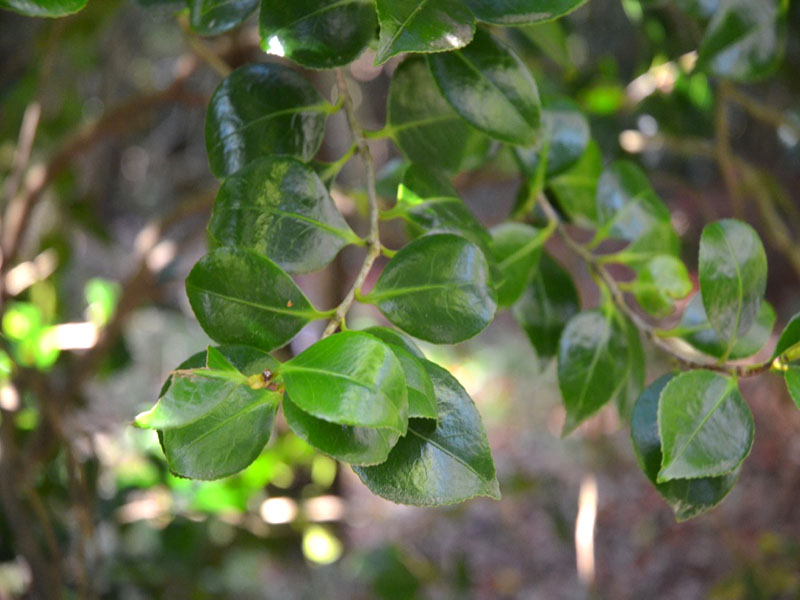 Camellia ‘Sacco Nova’, leaf. Trebah Garden Trust, Mawnan Smith, Falmouth, Cornwall, United Kingdom.