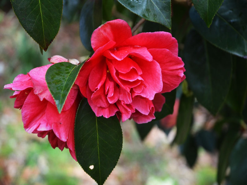 Camellia ‘William Hertrich’, flower. Caerhays Castle, Goran, Cornwall, United Kingdom.