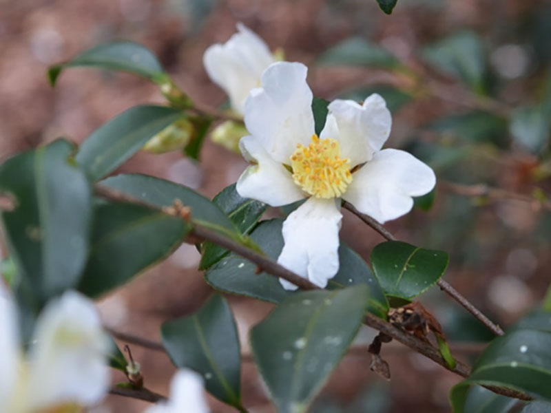Camellia brevistyla, flower. Bok Tower Gardens, Lake Wales, Florida, United States of America.