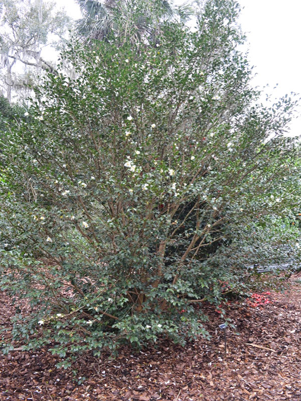 Camellia brevistyla, form. Bok Tower Gardens, Lake Wales, Florida, United States of America.
