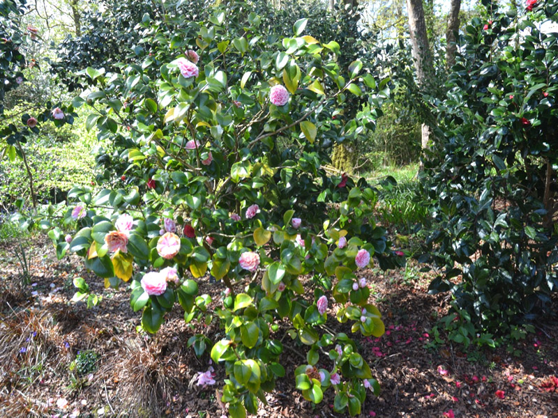 Camellia-jalponica-Lavinia-Magg-tren-frm