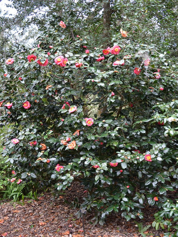 Camellia-japomica-Fashionata-bt-frm.jpg