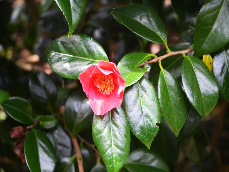 Camellia japonica 'Adelina Patti', flower. Caerhays Castle, Goran, Cornwall, United Kingdom.
