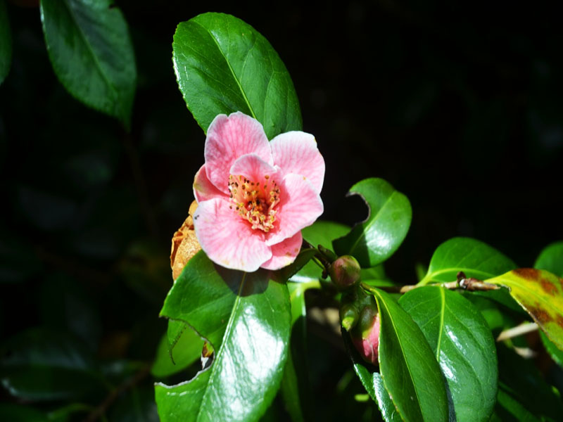 Camellia japonica 'Adelina Patti', flower. Caerhays Castle, Goran, Cornwall, United Kingdom.