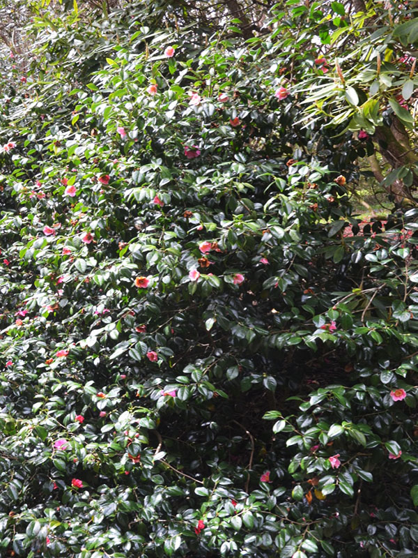 Camellia-japonica-Adelina-Patti-cc-frm