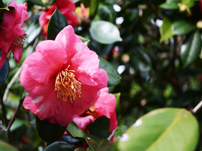 Camellia japonica 'Adolphe Audusson Variegated Camellia', flower. Bok Tower Gardens, Lake Wales, Florida, United States of America.