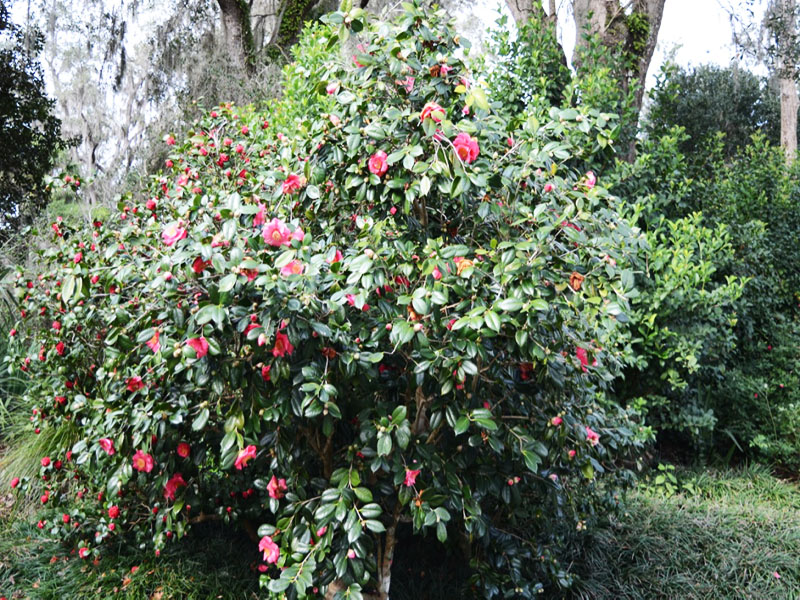 Camellia-japonica-Adolphe-Audusson-Variegated-frm.jpg