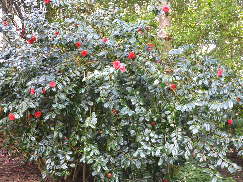 Camellia japonica ‘Adolphe Audusson’, form. National Trust Trelissick Garden, Feock, near Truro, Cornwall, United Kingdom.