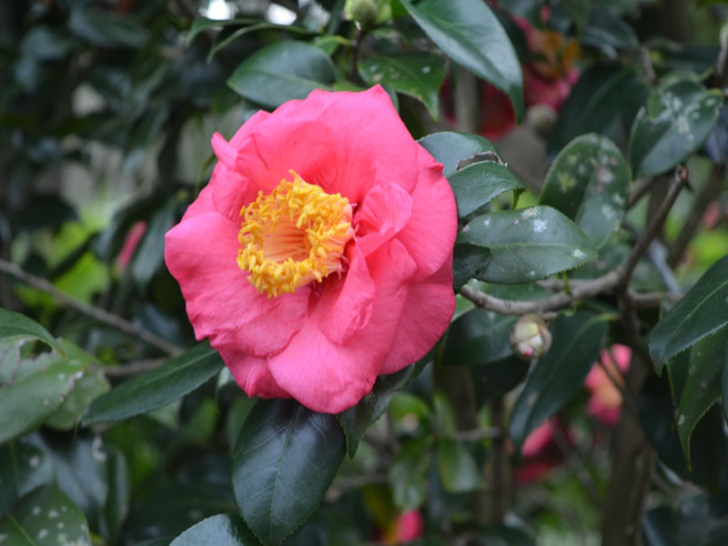 Camellia japonica 'Akashigata', flower. Bok Tower Gardens, Lake Wales, Florida, United States of America.