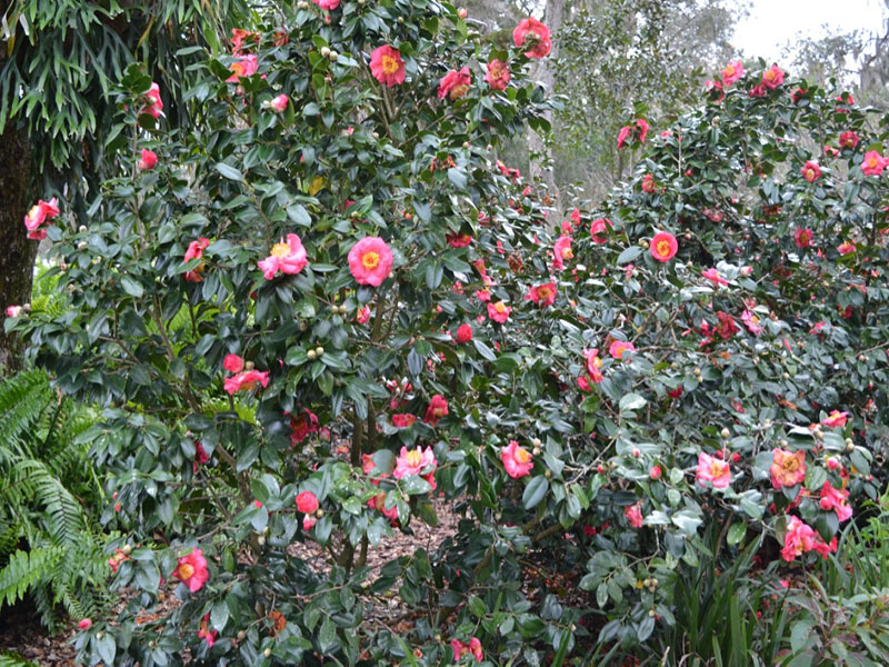 Camellia japonica 'Akashigata', form. Bok Tower Gardens, Lake Wales, Florida, United States of America.