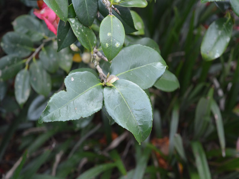 Camellia japonica 'Akashigata', leaf. Bok Tower Gardens, Lake Wales, Florida, United States of America.