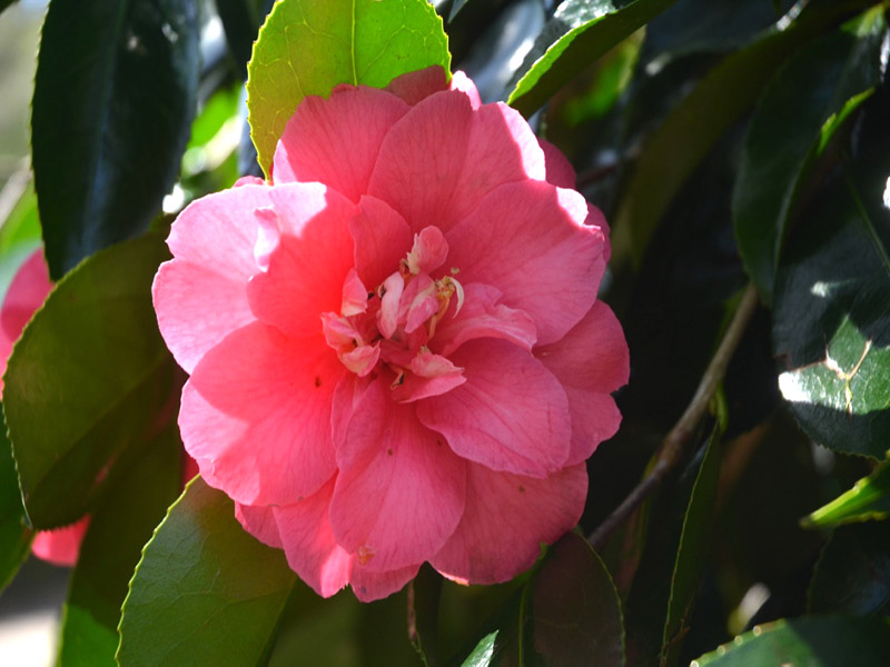 Camellia japonica ‘Akashigata’, flower. Trengwainton Garden, Madron, near Penzance, Cornwall, United Kingdom.