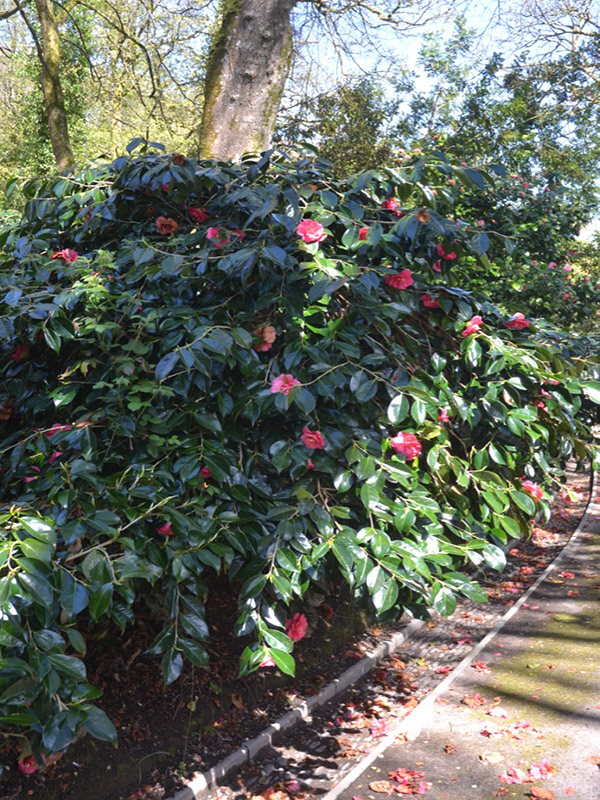Camellia japonica ‘Akashigata’, form. Trengwainton Garden, Madron, near Penzance, Cornwall, United Kingdom.