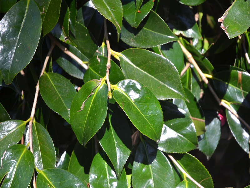 Camellia japonica ‘Akashigata’, leaf. Trengwainton Garden, Madron, near Penzance, Cornwall, United Kingdom.