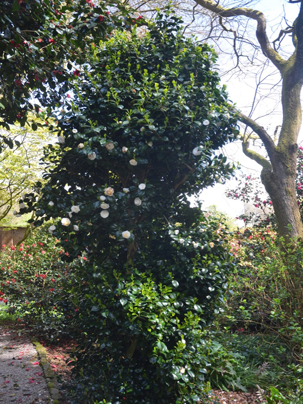 Camellia japonica 'Alba Plena', form, Trengwainton Garden, Madron, near Penzance, Cornwall, United Kingdom. 