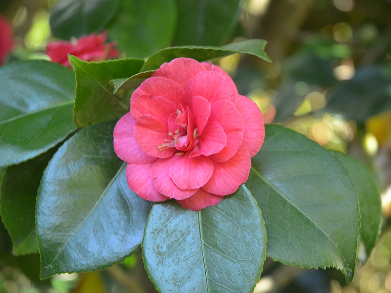 Camellia japonica 'Apollo', flower. Trebah Garden Trust, Mawnan Smith, Falmouth, Cornwall, United Kingdom. 