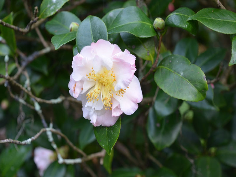 Camellia japonica 'China Doll' flower. Bok Tower Gardens. Lake Wales, Florida, United States of America.