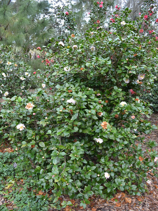 Camellia japonica 'China Doll', form. Bok Tower Gardens. Lake Wales, Florida, United States of America.