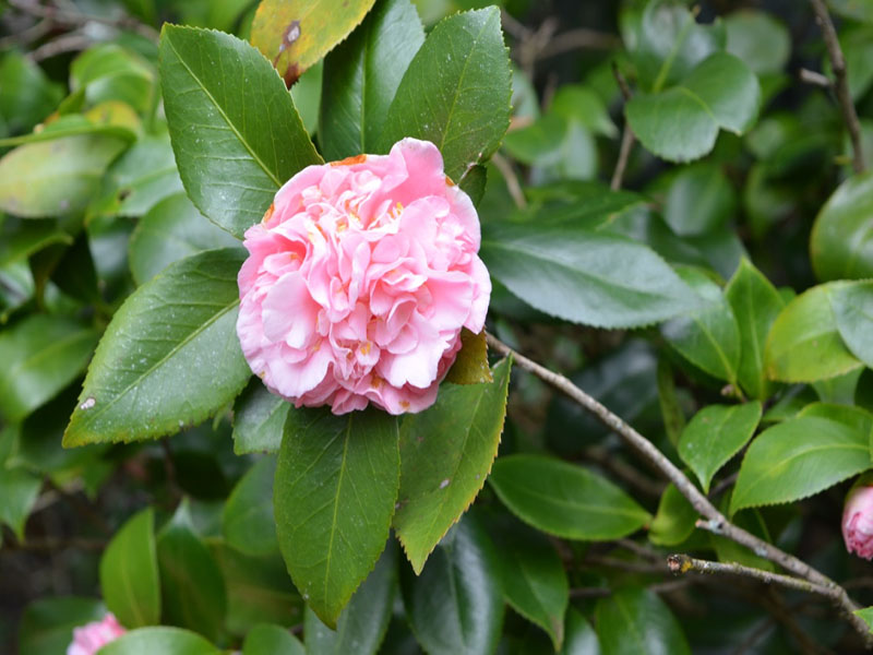 Camellia japonica 'Debutante', flower. Bok Tower Gardens, Lake Wales, Florida, United States of America.