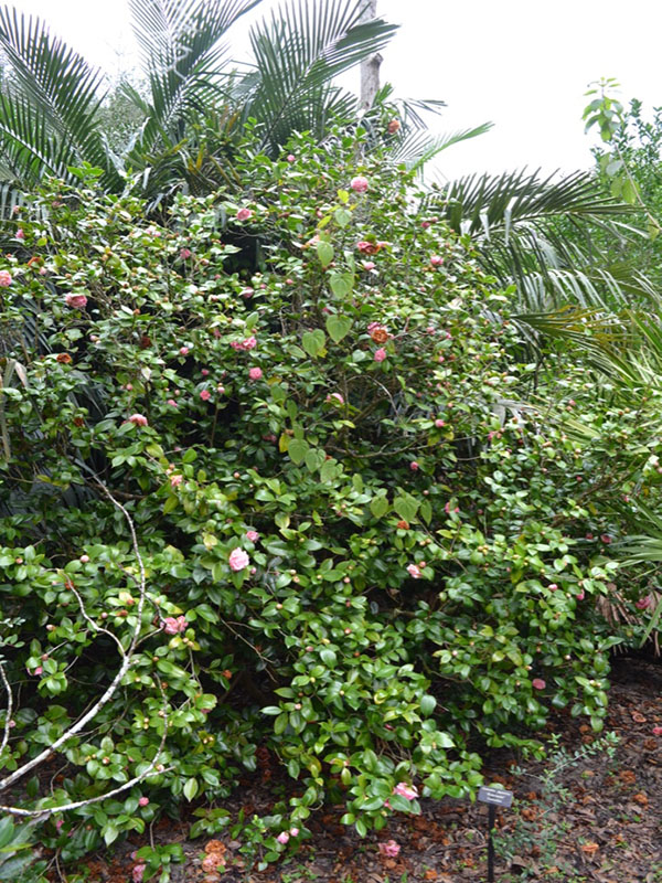 Camellia japonica 'Debutante', form,  Bok Tower Gardens, Lake Wales, Florida, United States of America.