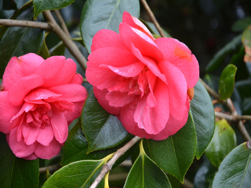 Camellia japonica ‘Drama Girl’, flower. Lanhydrock House and Garden, Bodmin, Cornwall, United Kingdom.