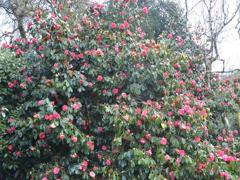 Camellia japonica ‘Drama Girl’, form. Lanhydrock House and Garden, Bodmin, Cornwall, United Kingdom.