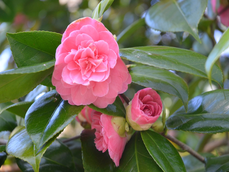 Camellia japonica 'Duchesse Decazes', flower, Trengwainton Garden, Madron, near Penzance, Cornwall, United Kingdom. 