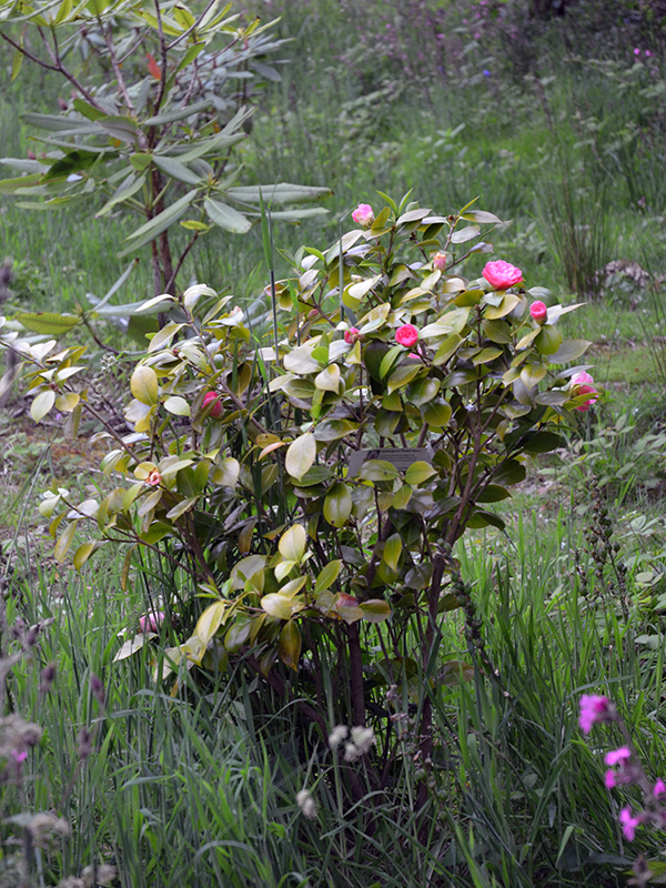 Camellia-japonica-Elizabeth-Weavver-FRM1.JPG