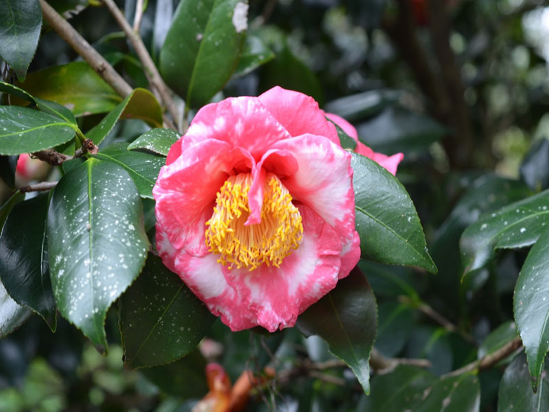 Camellia japonica 'Fashionata', flower, Bok Tower Gardens, Lake Wales, Florida, United States of America.