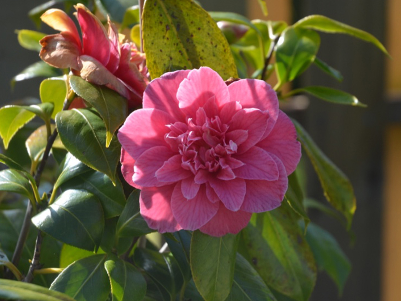 Camellia japonica 'Fortune Teller', flower. Trebah Garden Trust, Mawnan Smith, Falmouth, Cornwall, United Kingdom. 